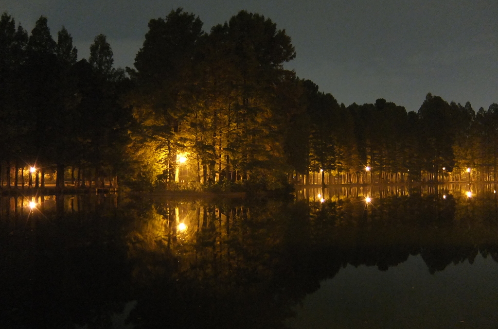2014/11/02_夜の別所沼公園