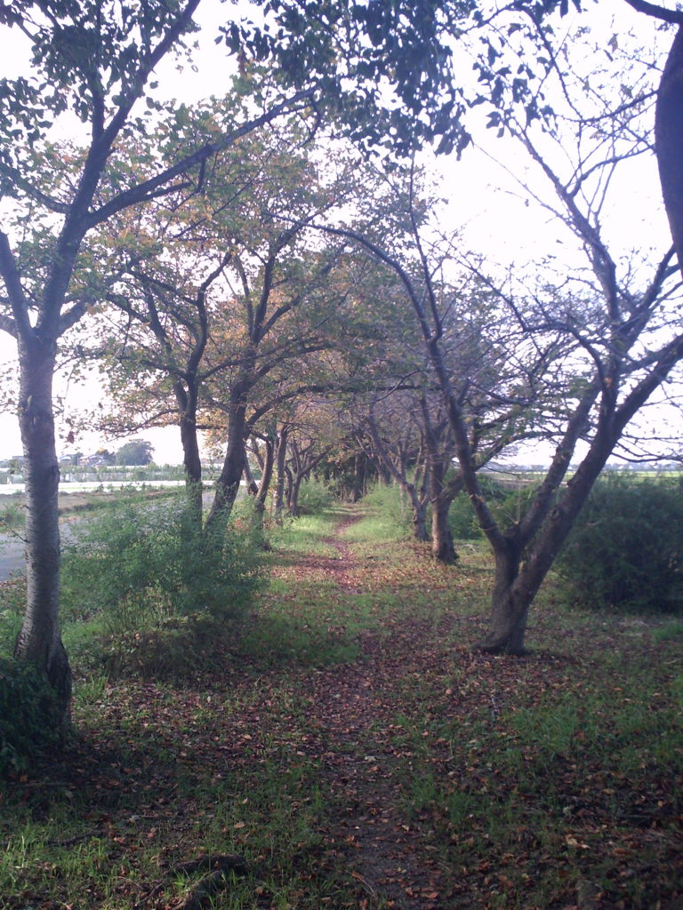 2015/09/23_散歩道