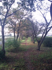 2015/09/23_散歩道