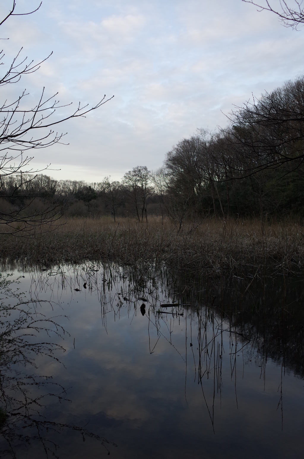 2016/03/26_北本自然観察公園