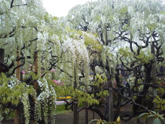 2017/05/01_あしかがフラワーパークの藤