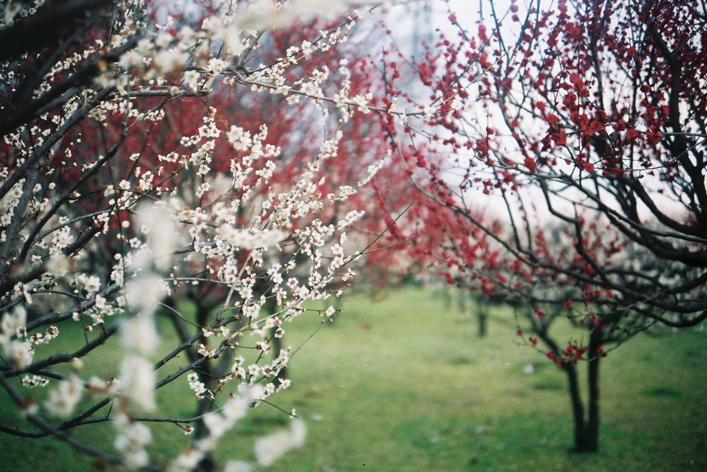 2016/02/28_花の丘農林公苑の紅白梅