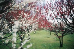 2016/02/28_花の丘農林公苑の紅白梅