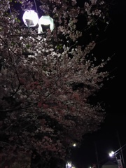 2017/04/10_伊奈中の夜桜