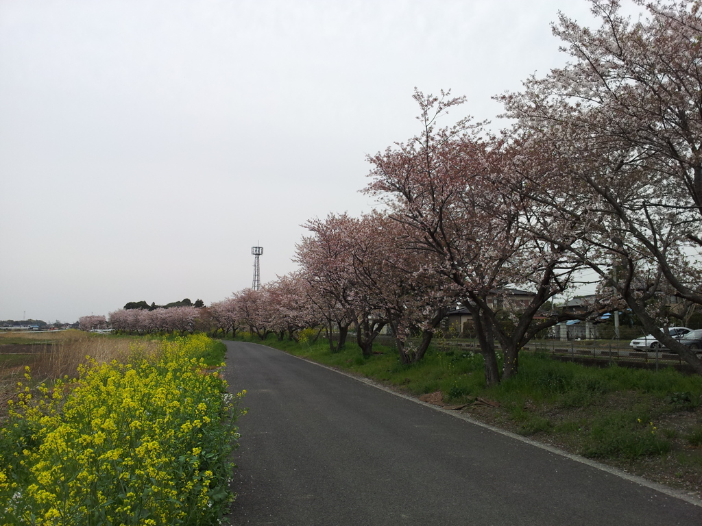 2016/04/10_見沼代用水の桜と菜の花