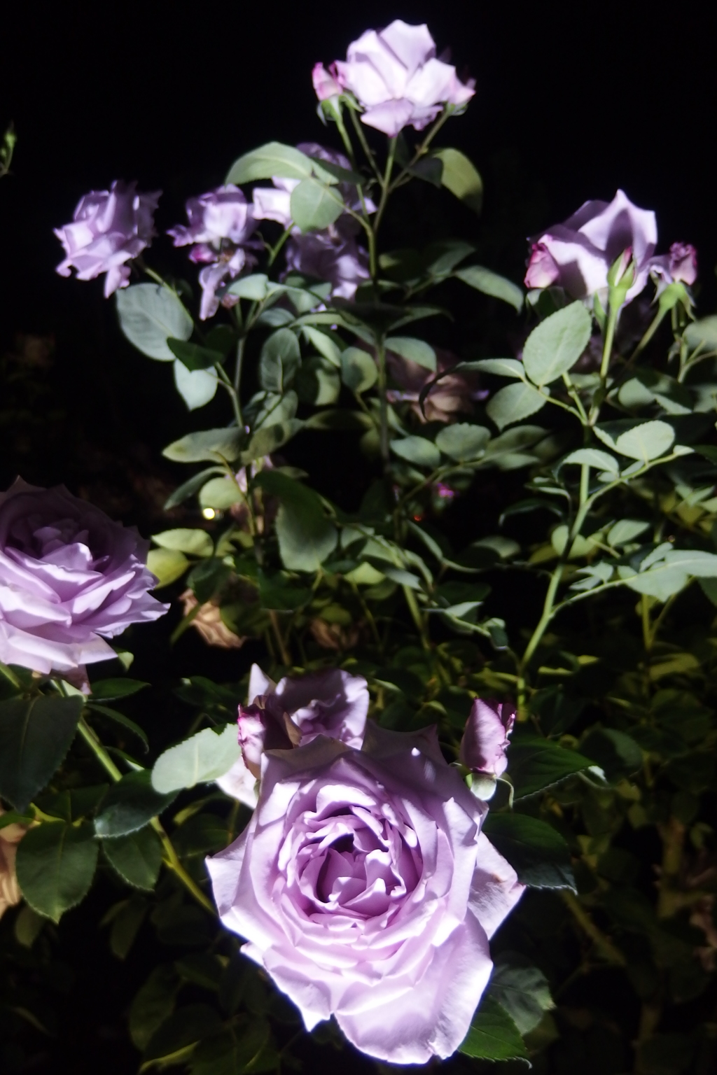 2015/05/17_夜の伊奈バラ園