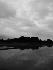 2017/05/27_水田の曇天