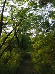 2016/04/30_トロッコ公園の木立ち