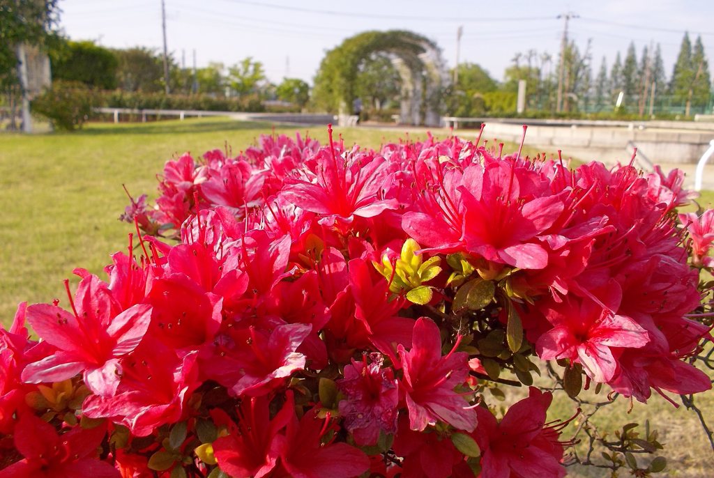 2015/04/29_伊奈バラ園のつつじ