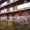 2019/03/03_誰もいない団地の河津桜
