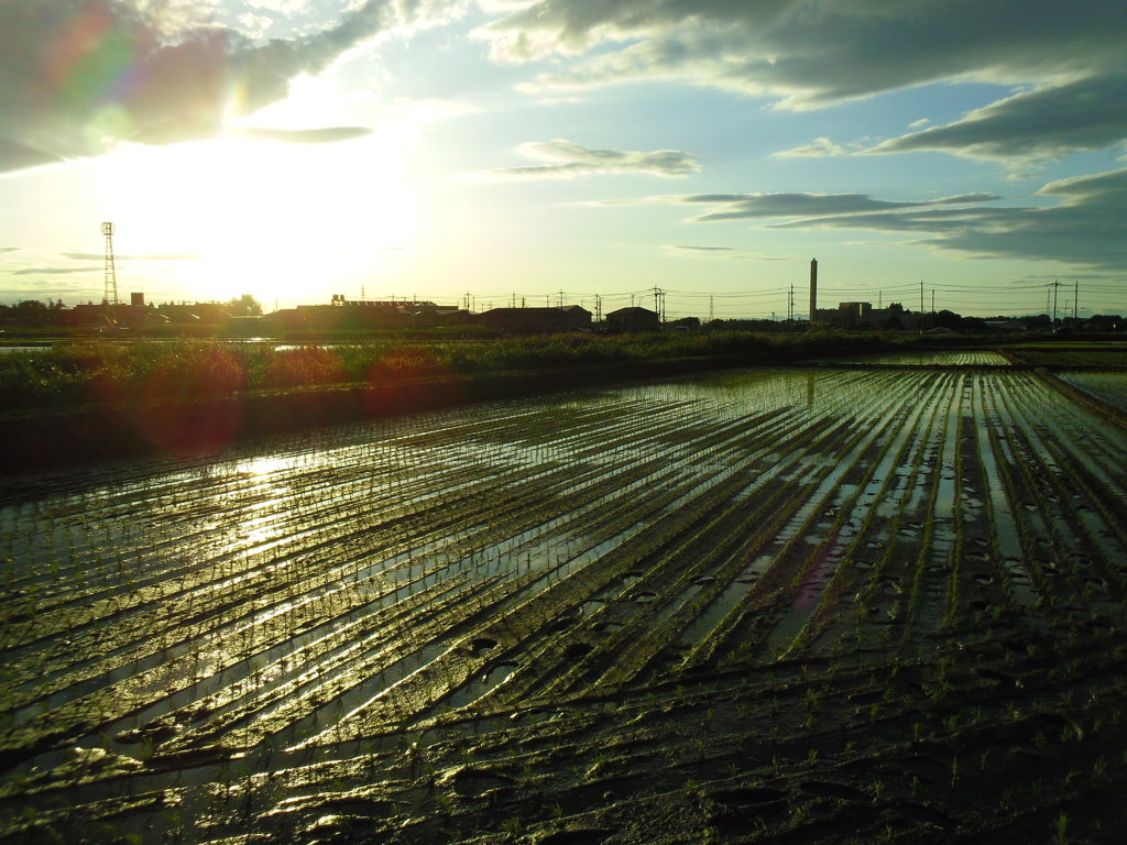 2017/06/04_西日を浴びる水田