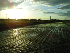 2017/06/04_西日を浴びる水田