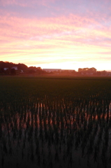 2015/06/27_水田の夕暮れ