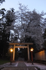 2014/04/05_伊奈崇霊社の夜桜