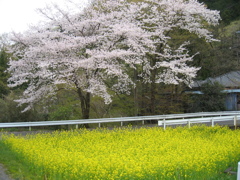 2019/04/07_桜と菜の花