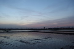 2016/05/07_水田の夕暮れ