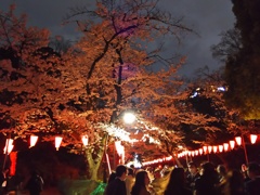 2017/04/06_上野公園の夜桜