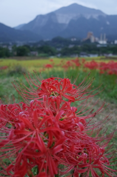 2015/09/21_寺坂棚田の彼岸花と武甲山
