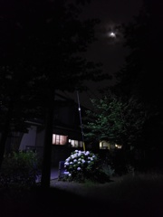 2017/07/03_月夜の公園の紫陽花