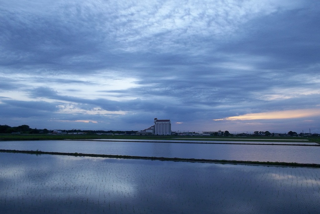 2015/06/21_水田の夕暮れ