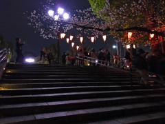 2017/04/06_上野公園の夜桜