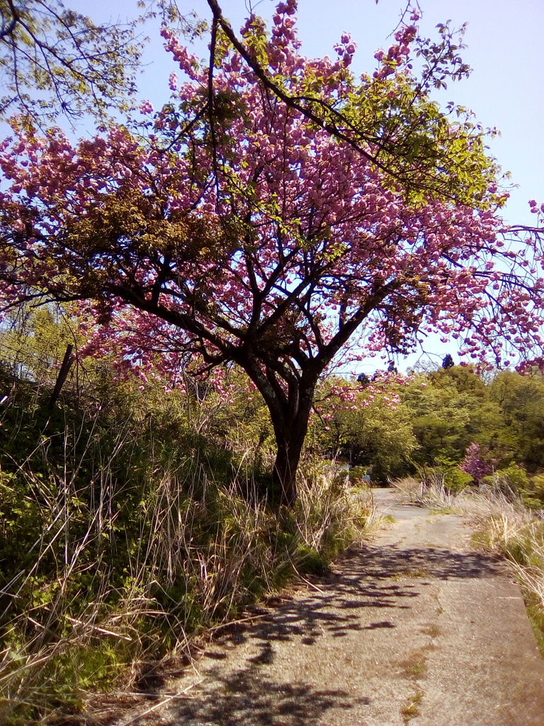 2018/04/22_登谷高原牧場の桜