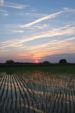 2015/05/24_水田の夕暮れ