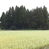 2018/06/16_畑