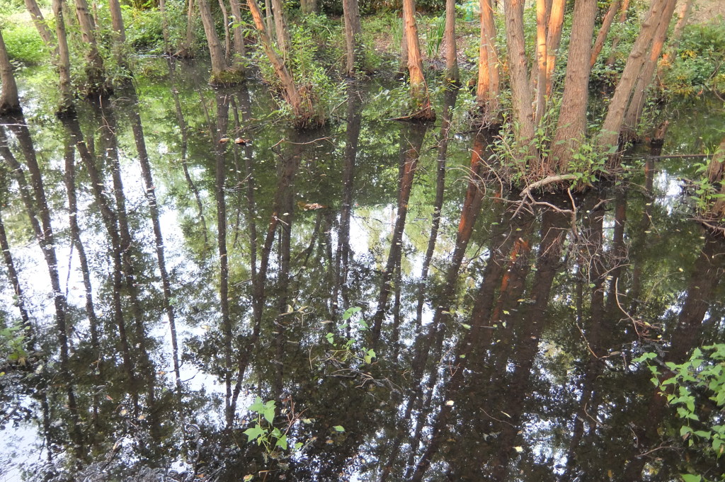 2014/06/14_伊奈町制施行記念公園の池
