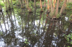 2014/06/14_伊奈町制施行記念公園の池