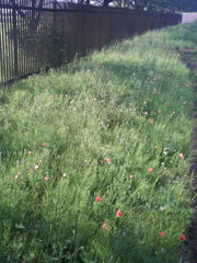 2017/05/14_ナガミヒナゲシ