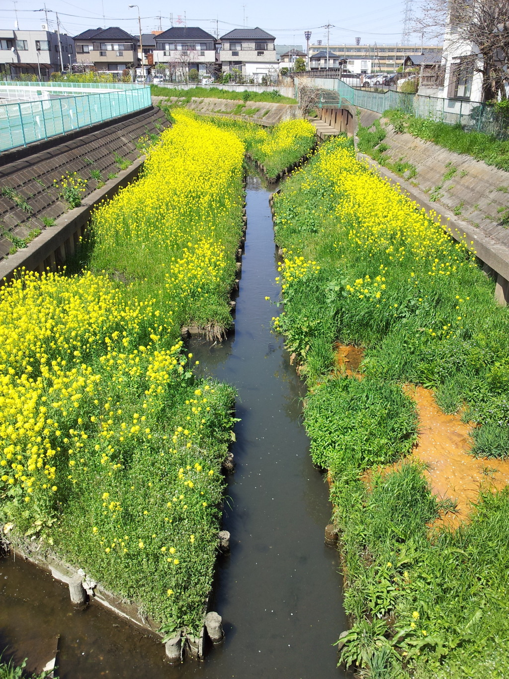 2019/04/06_芝川の菜の花
