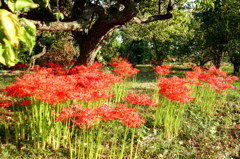2015/09/22_彼岸花