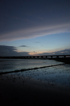 2015/06/28_水田の夕暮れ