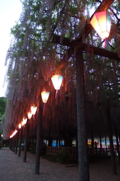 2016/05/07_玉敷公園の夕暮れ藤