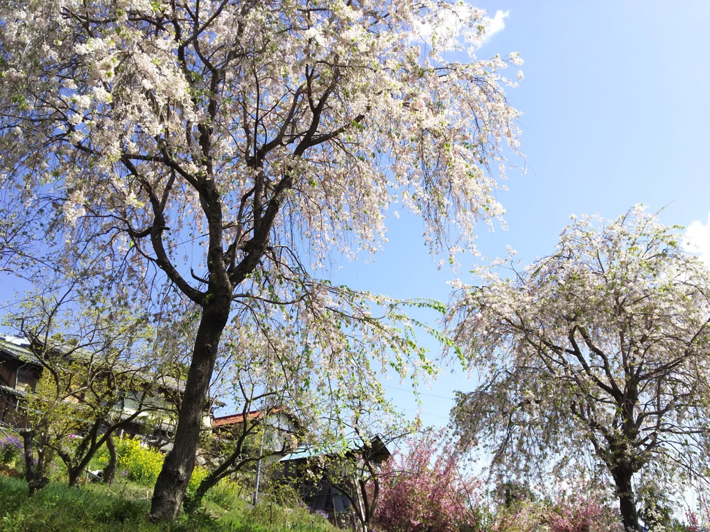2018/04/08_花桃の郷