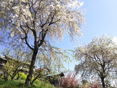2018/04/08_花桃の郷