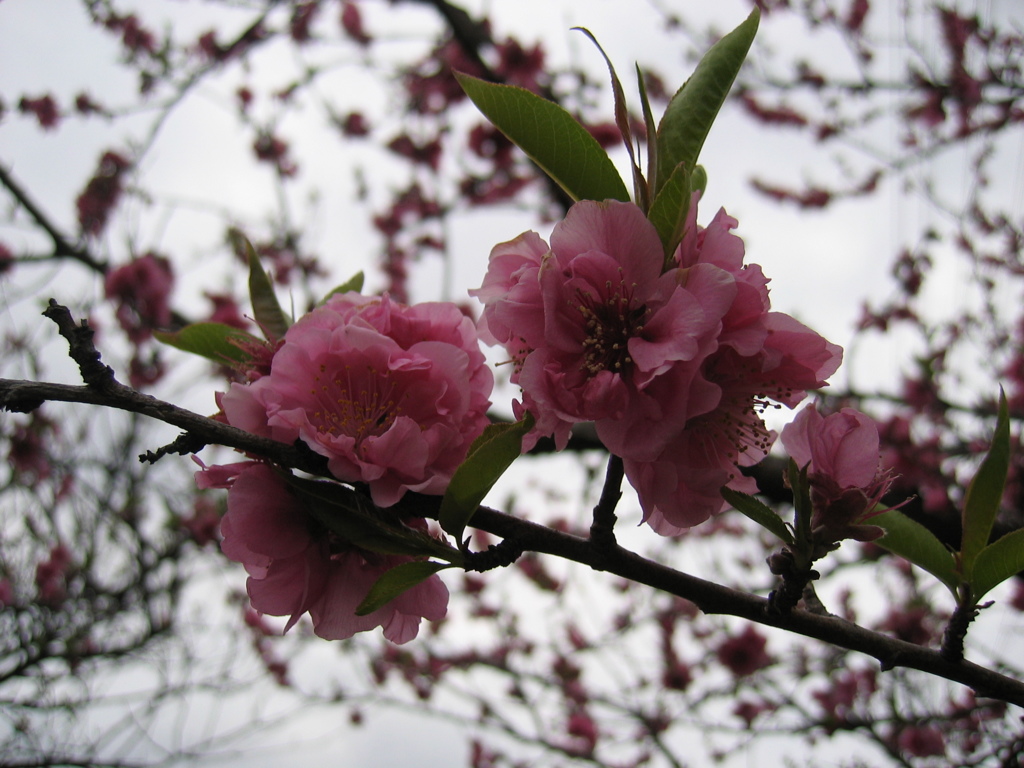 2017/04/01_上平公園の花