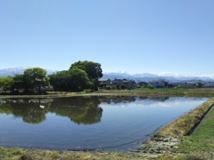 2017/05/19_水田に立山連峰