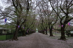 2015/04/12_無線山の葉桜