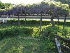 2017/05/04_鎮守の森公園の藤