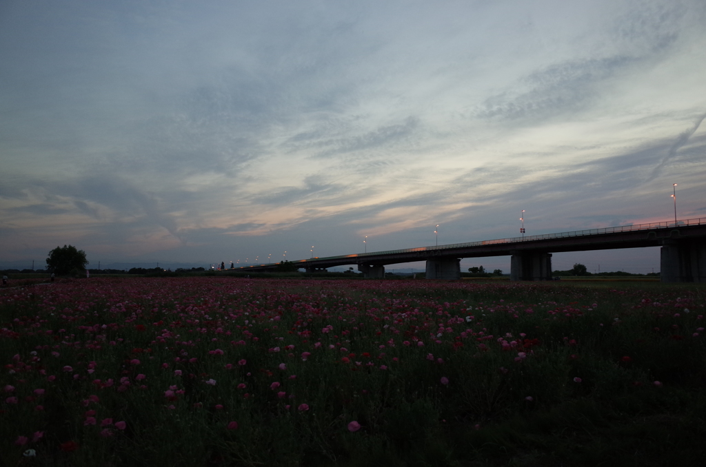 2015/05/24_夕暮れのポピー畑と御成橋