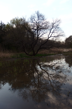 2016/03/26_北本自然観察公園