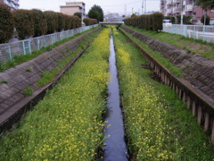2017/04/09_芝川の菜の花