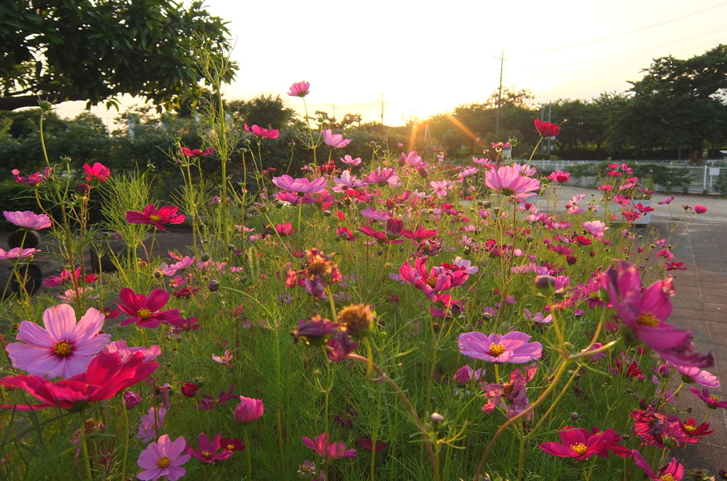 2014/06/14_伊奈バラ園のコスモス