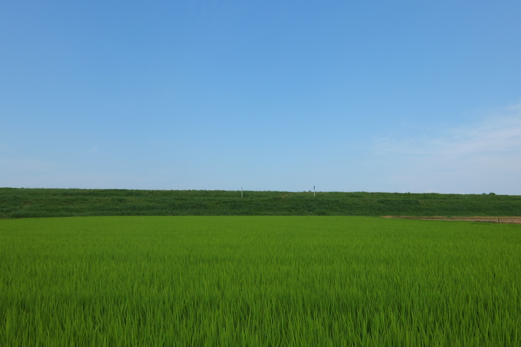2014/07/12_空と田んぼ