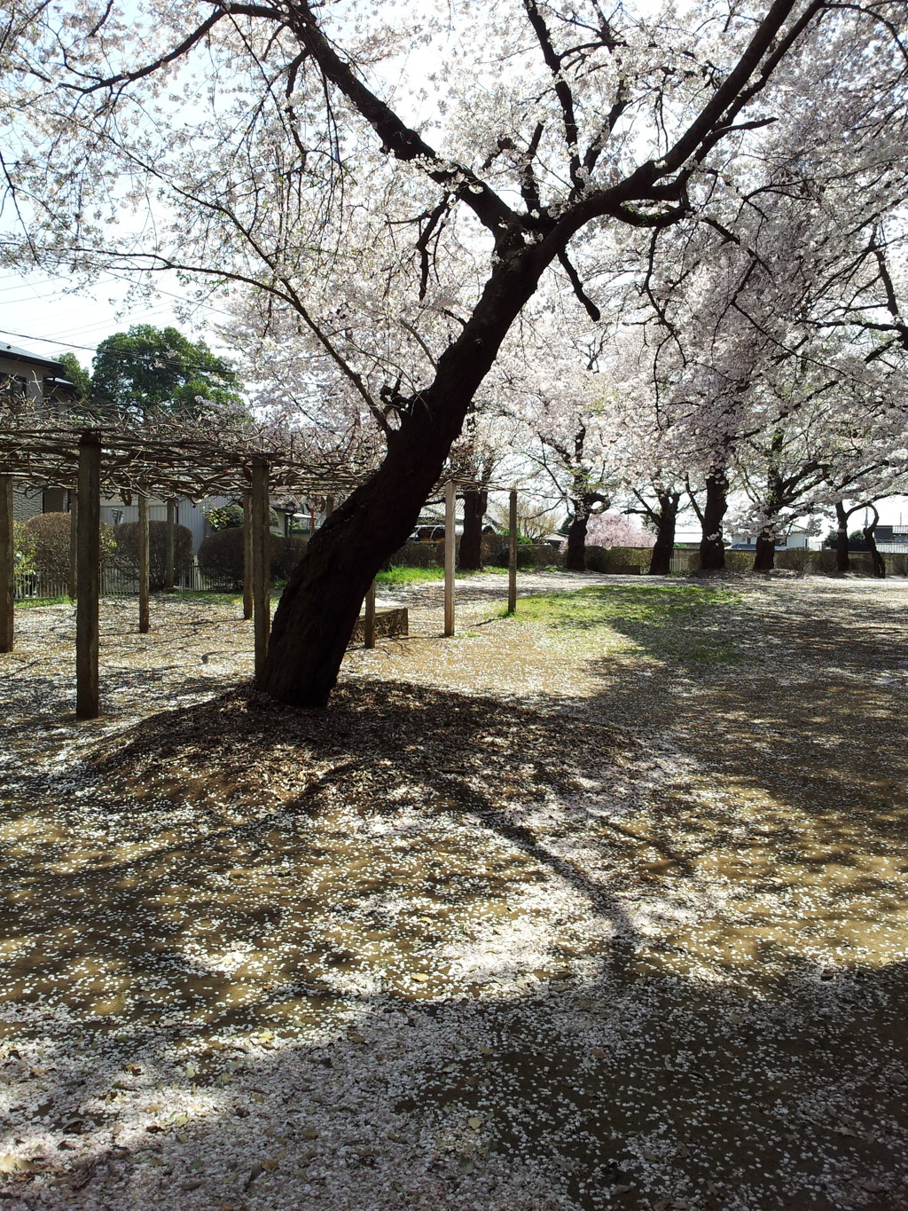 2019/04/06_氷川児童公園の桜