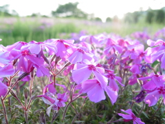 2017/04/30_花の丘農林公苑の夕暮れ芝桜