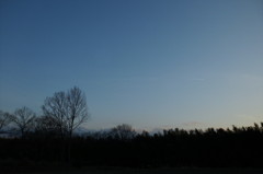 2014/03/08_夕空に飛行機雲と木