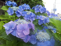 2016/07/17_盛岡バイパス北山トンネル南口付近の紫陽花